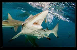 Feeding blacktip by Dray Van Beeck 